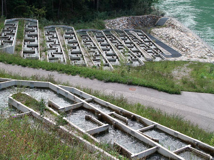 Fischtreppe: Wie Beton das Ökosystem von Flüssen rettet